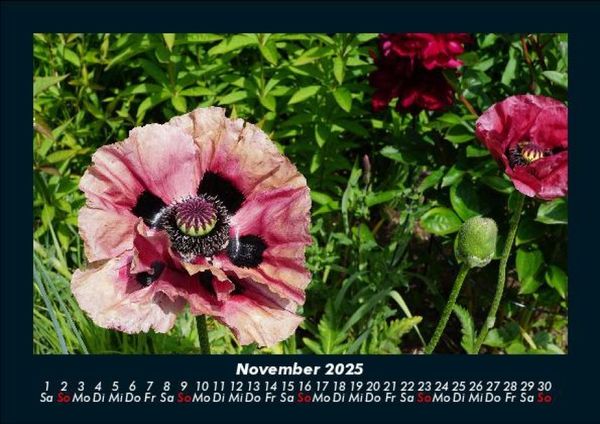 Produktbild: Blumentr&auml;ume 2025 Fotokalender DIN A5