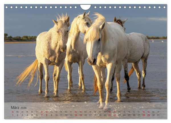 Produktbild: Die wei&szlig;en Pferde der Camargue (Wandkalender 2026 DIN A4 quer), CALVENDO Monatskalender