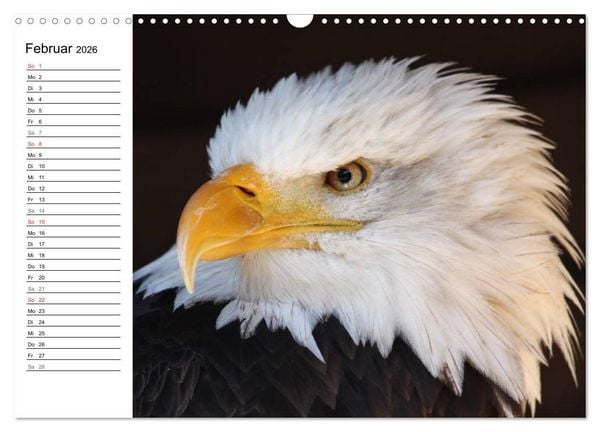 Produktbild: Der Wei&szlig;kopfseeadler (Wandkalender 2026 DIN A3 quer), CALVENDO Monatskalender