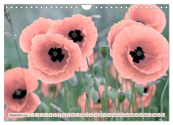Produktbild: Mohnblumen - Fotografie mit Magie (Wandkalender 2026 DIN A4 quer), CALVENDO Monatskalender