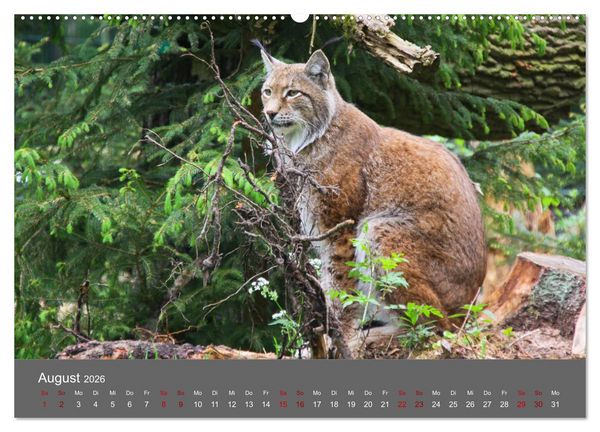 Produktbild: Der Luchs - Hochbeinig, Pinselohren, Backenbart (hochwertiger Premium Wandkalender 2026 DIN A2 quer), Kunstdruck in Hochglanz