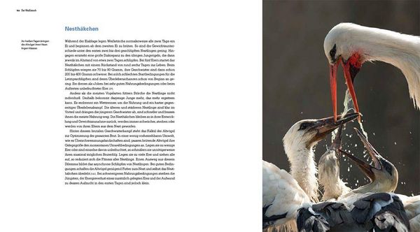 Produktbild: Der Wei&szlig;storch