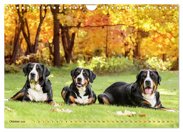 Produktbild: Schweizer Sennenhunde - Appenzeller - Berner - Entlebucher - Gro&szlig;e Schweizer (Wandkalender 2026 DIN A4 quer), CALVENDO Monatskalender
