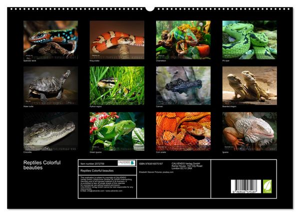 Produktbild: Reptiles Colorful beauties (High Quality Premium Wall Calendar 2026 DIN A2 landscape),CALVENDO 12 Month Wall Calendar
