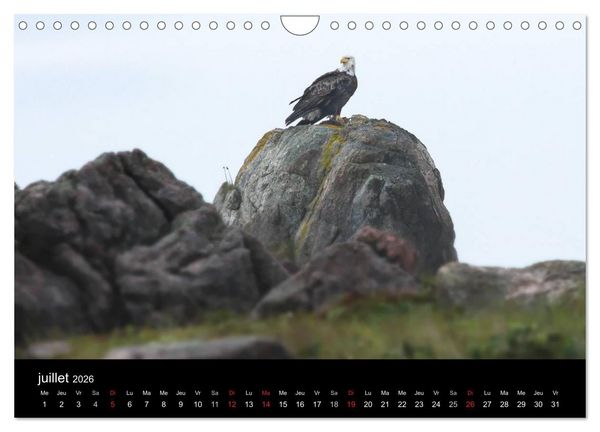 Produktbild: Saint-Pierre et Miquelon &agrave; l'&eacute;tat sauvage (Calendrier mural 2026 DIN A4 vertical), CALVENDO calendrier mensuel