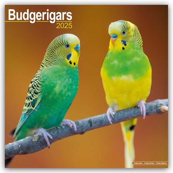 Budgerigars – Wellensittiche 2025 – 16-Monatskalender