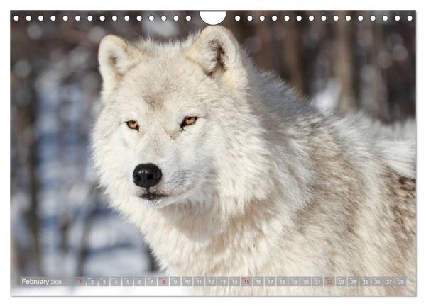 Produktbild: Wolves &bull; Faces of social hunters (Wall Calendar 2026 DIN A4 landscape), CALVENDO 12 Month Wall Calendar