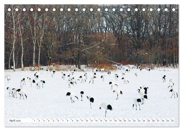 Produktbild: Wildes Japan - Hokkaido im Winter (Tischkalender 2026 DIN A5 quer), CALVENDO Monatskalender