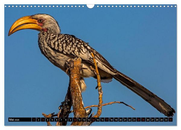 Produktbild: Safari durch das S&uuml;dliche Afrika (Wandkalender 2026 DIN A3 quer), CALVENDO Monatskalender