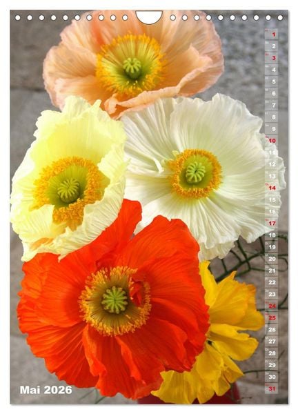 Produktbild: Mohn - Ein Bl&uuml;tentraum (Wandkalender 2026 DIN A4 hoch), CALVENDO Monatskalender