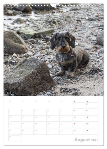 Produktbild: Der Dackel (M)ein treuer Weggef&auml;hrte (Wandkalender 2026 DIN A3 hoch), CALVENDO Monatskalender
