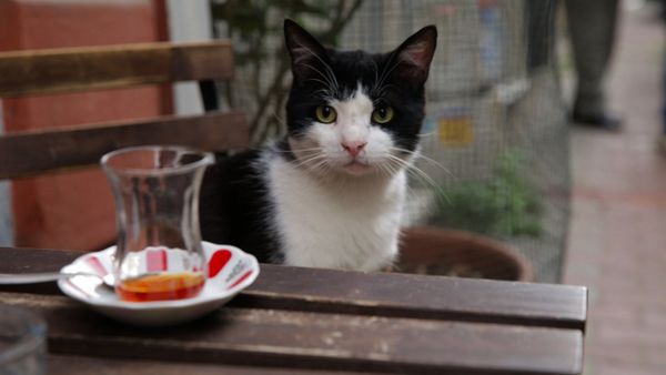 Produktbild: Kedi - Von Katzen und Menschen