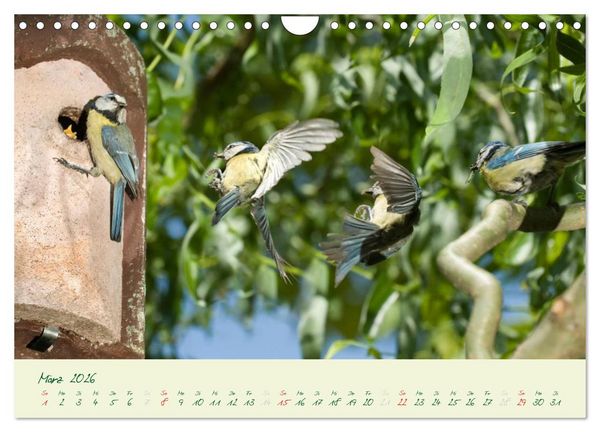Produktbild: Elternzeit - das Familienleben der Blaumeisen (Wandkalender 2026 DIN A4 quer), CALVENDO Monatskalender