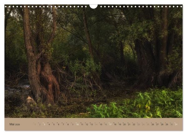 Produktbild: Unser Wald - Magische Sichten in norddeutsche W&auml;lder (Wandkalender 2026 DIN A3 quer), CALVENDO Monatskalender