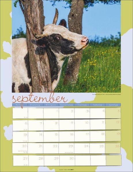 Produktbild: Kuh Kalender 2027