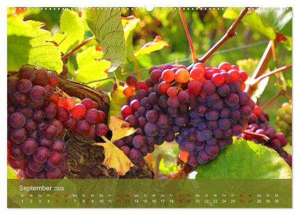 Produktbild: Wanderparadies S&uuml;dpfalz (hochwertiger Premium Wandkalender 2026 DIN A2 quer), Kunstdruck in Hochglanz
