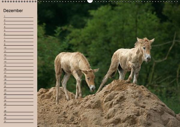 Produktbild: Der Fohlen-Geburtstagskalender (Wandkalender immerw&auml;hrend DIN A2 quer)