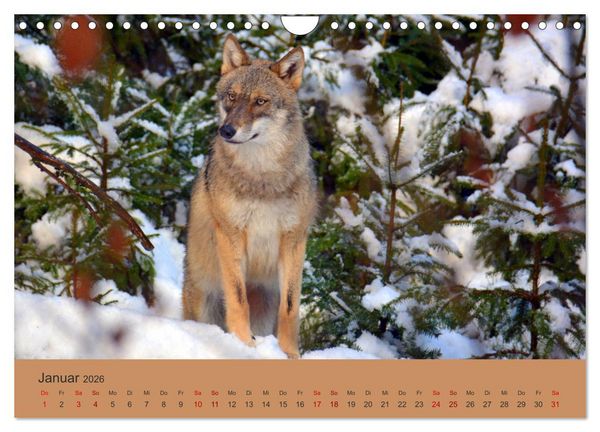 Produktbild: Begegnungen DER WOLF (Wandkalender 2026 DIN A4 quer), CALVENDO Monatskalender