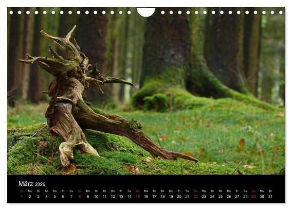 Produktbild: Wurzelwerke (Wandkalender 2026 DIN A4 quer), CALVENDO Monatskalender