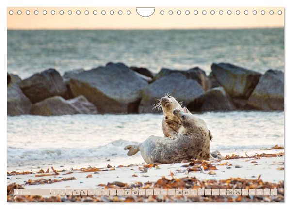 Produktbild: Helgoland - Das Leben auf der D&uuml;ne Helgolands (Wandkalender 2026 DIN A4 quer), CALVENDO Monatskalender
