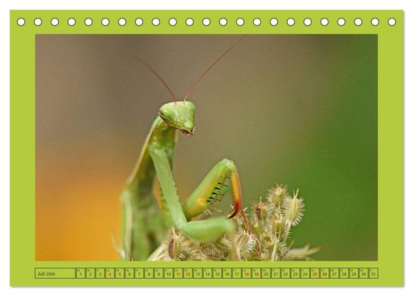 Produktbild: Die Gottesanbeterin Mantis Religiosa (Tischkalender 2026 DIN A5 quer), CALVENDO Monatskalender
