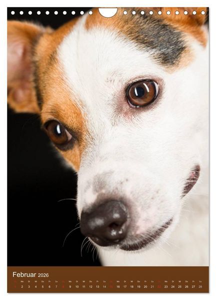 Produktbild: Jack Russell Terrier (Wandkalender 2026 DIN A4 hoch), CALVENDO Monatskalender