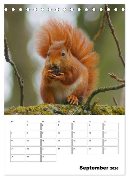 Produktbild: Niedliche Eichh&ouml;rnchen (Tischkalender 2026 DIN A5 hoch), CALVENDO Monatskalender