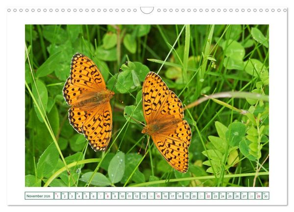 Produktbild: Schmetterlinge: zart und bunt (Wandkalender 2026 DIN A3 quer), CALVENDO Monatskalender