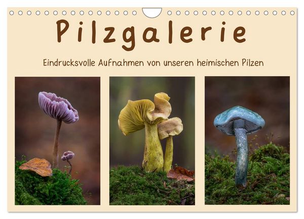 Pilzgalerie - Eindrucksvolle Aufnahmen von unseren heimischen Pilzen (Wandkalender 2026 DIN A4 quer), CALVENDO Monatskalender