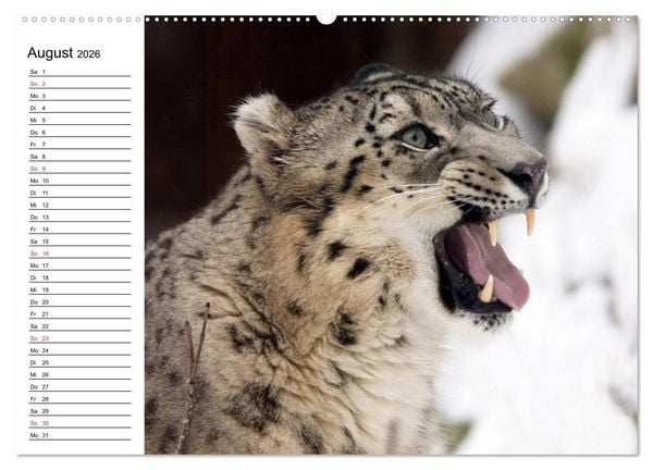 Produktbild: Leoparden. Elegante J&auml;ger (Wandkalender 2026 DIN A2 quer), CALVENDO Monatskalender