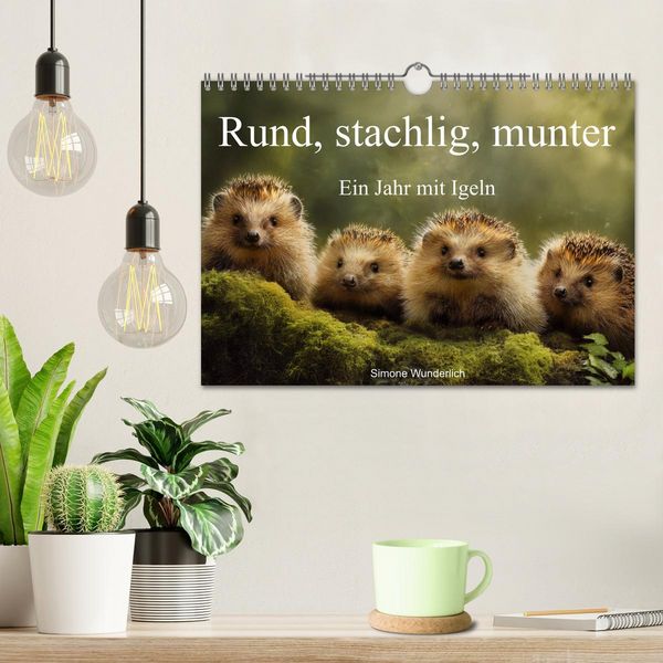 Produktbild: Rund, stachlig, munter - Ein Jahr mit Igeln (Wandkalender 2026 DIN A4 quer), CALVENDO Monatskalender