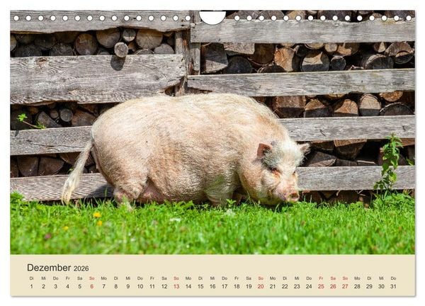Produktbild: Wir sind die Stars am Bauernhof (Wandkalender 2026 DIN A4 quer), CALVENDO Monatskalender