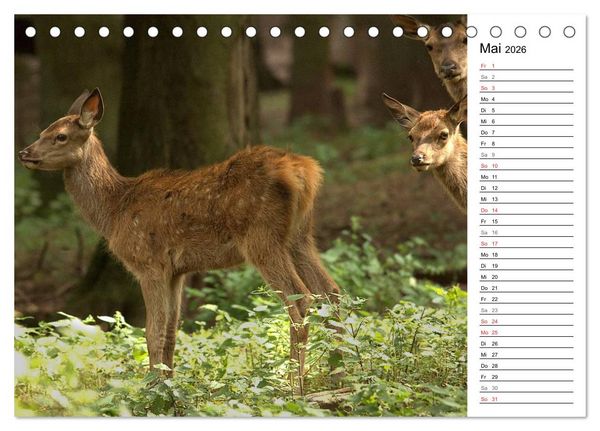 Produktbild: Hirsche (Tischkalender 2026 DIN A5 quer), CALVENDO Monatskalender