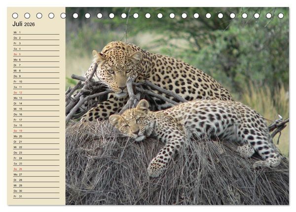 Produktbild: Die Lautlosen. Geparden und Leoparden (Tischkalender 2026 DIN A5 quer), CALVENDO Monatskalender
