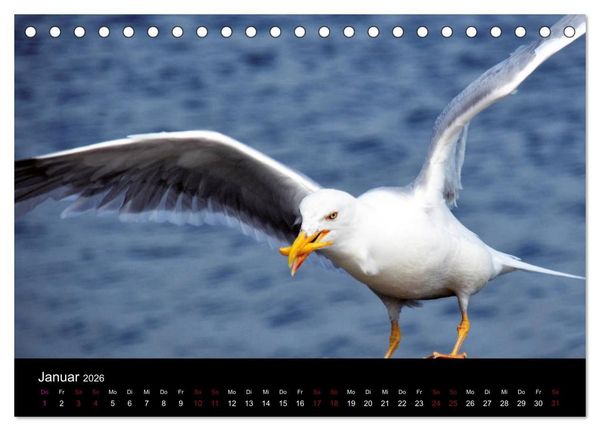 Produktbild: Segelsommer - D&auml;nische S&uuml;dsee (Tischkalender 2026 DIN A5 quer), CALVENDO Monatskalender