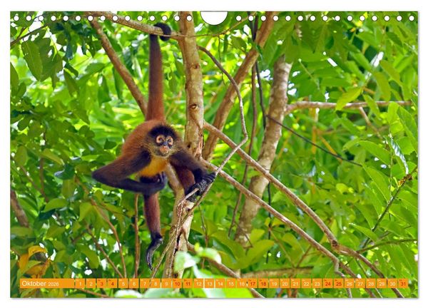 Produktbild: Wildes Costa Rica (Wandkalender 2026 DIN A4 quer), CALVENDO Monatskalender