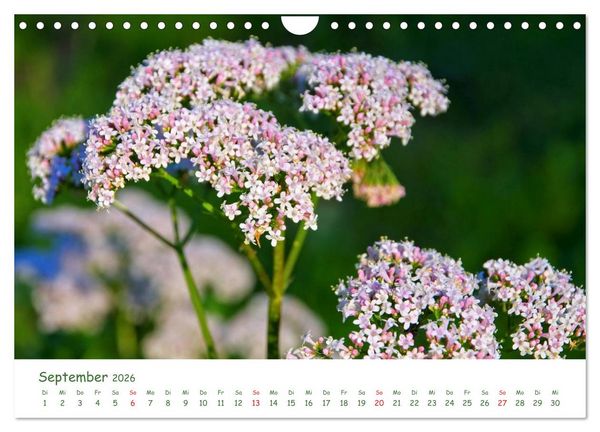 Produktbild: Arzneipflanzen (Wandkalender 2026 DIN A4 quer), CALVENDO Monatskalender