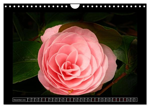 Produktbild: Mysterious plant portraits (Wall Calendar 2026 DIN A4 landscape), CALVENDO 12 Month Wall Calendar