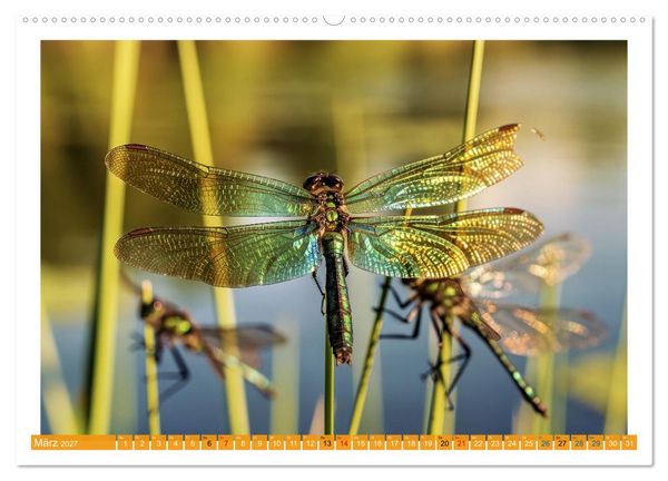 Produktbild: Prachtlibellen am Teich (Wandkalender 2027 DIN A2 quer), CALVENDO Monatskalender