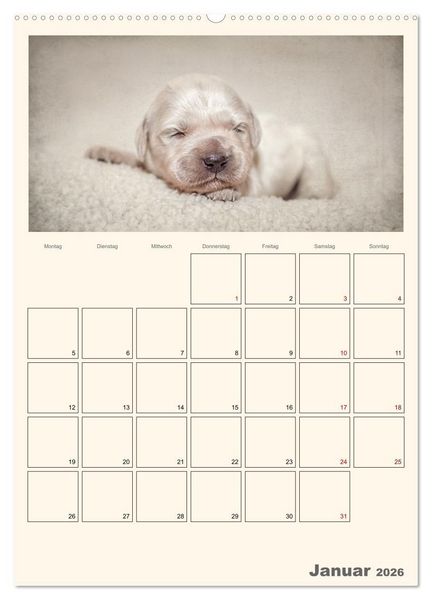 Produktbild: Zauberhafte Golden Retriever (hochwertiger Premium Wandkalender 2026 DIN A2 hoch), Kunstdruck in Hochglanz