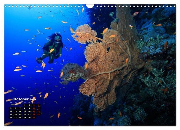 Produktbild: Magical Underwater World (Wall Calendar 2026 DIN A3 landscape), CALVENDO 12 Month Wall Calendar