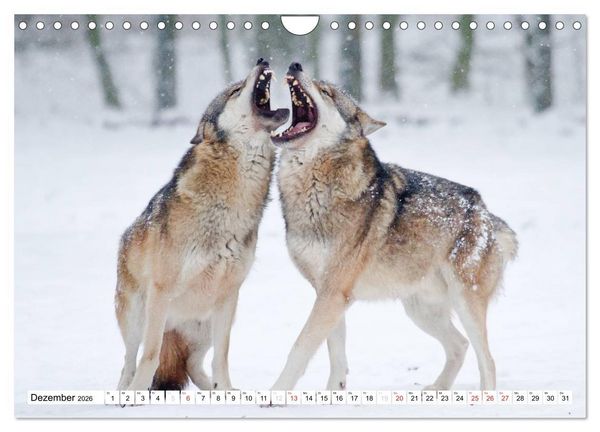 Produktbild: Tiermomente (Wandkalender 2026 DIN A4 quer), CALVENDO Monatskalender