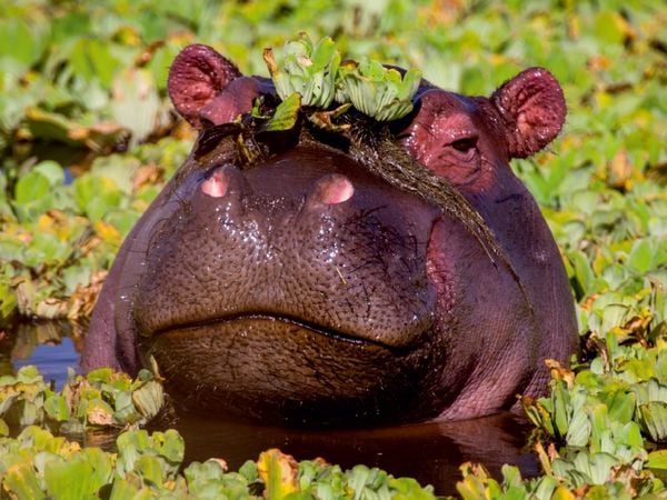 Produktbild: CALVENDO Puzzle Das Flusspferd hat sich eine Krone aufgesetzt. 1000 Teile Lege-Gr&ouml;&szlig;e 64 x 48 cm Foto-Puzzle Bild von Ingo Gerlach GDT