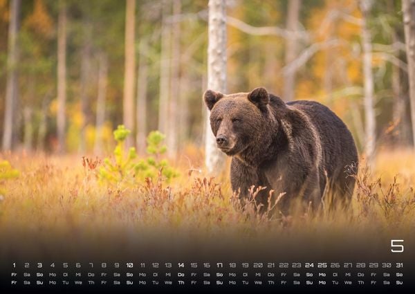 Produktbild: Waldtiere - Heimische Waldbewohner - Der Tierkalender - 2026 - Kalender DIN A2