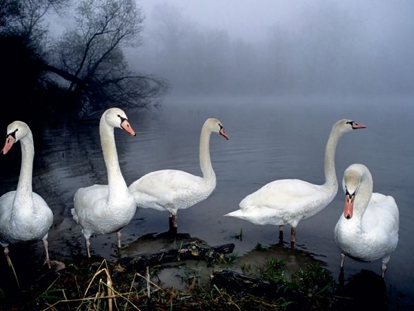 Produktbild: CALVENDO Puzzle stummen Schw&auml;ne. Frankreich | 1000 Teile Lege-Gr&ouml;&szlig;e 64x48cm Foto-Puzzle f&uuml;r gl&uuml;ckliche Stunden