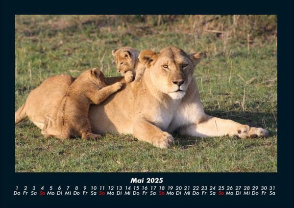 Produktbild: Tiere in der Wildnis 2025 Fotokalender DIN A4