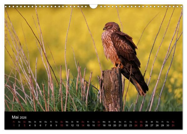 Produktbild: Wiesenweihen in Deutschland (Wandkalender 2026 DIN A3 quer), CALVENDO Monatskalender