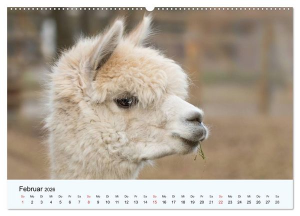 Produktbild: Die Kameliden. H&uuml;bsche Kamele, Lamas und Alpakas (hochwertiger Premium Wandkalender 2026 DIN A2 quer), Kunstdruck in Hochglanz