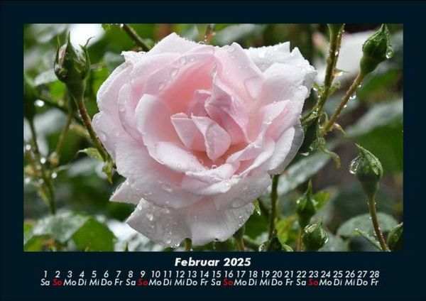 Produktbild: Blumenkalender 2025 Fotokalender DIN A5