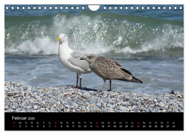Produktbild: Hochseeeinsel Helgoland (Wandkalender 2026 DIN A4 quer), CALVENDO Monatskalender